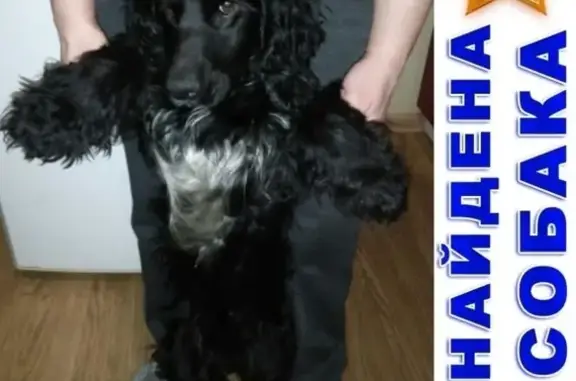 Найдена собака в Батайске, нужен хозяин