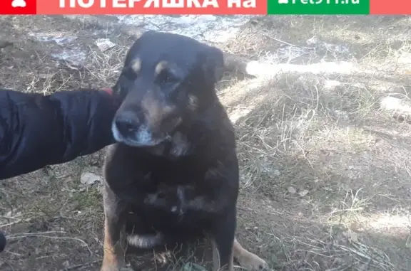 Найдена собака в деревне Савватьево, Калининский р-он