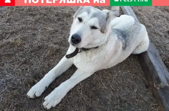 Собака найдена в Красноярске.