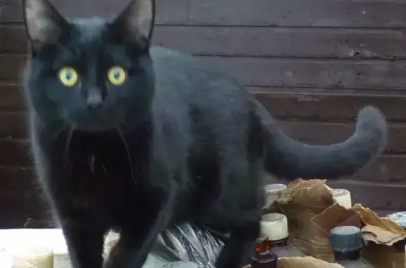 Кошки потеряшки, Москва, фото: Потеряшка кошка Дракула в Ликино-Дулёво