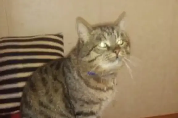 Кошки потеряшки, Тамбов, фото: Потеряшка кошка в Донском, кличка 