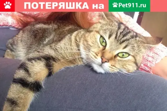 Кошки потеряшки, Москва, фото: Потеряшка кошка на улице Днепропетровская, 5к3