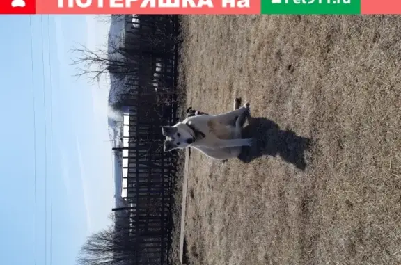 Собака найдена в лесу Академгородка, Красноярск