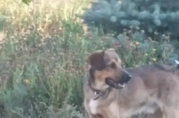 Пропала собака Фокс в с. Бобровка, Кинельский район
