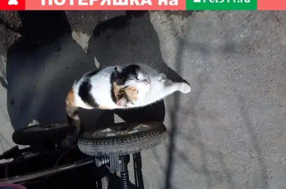 Трехцветная кошка на Трактовой, 9к2