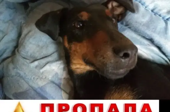 Пропала собака Ягдтерьер Капа, Солнечногорский р-он, МО