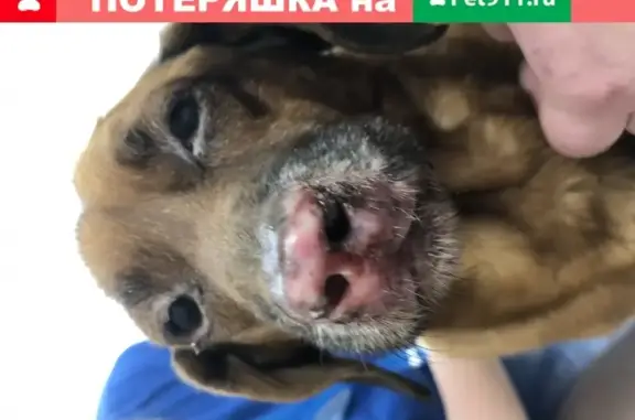 Найдена собака на проезде Дежнева