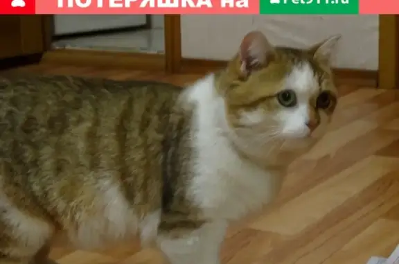 Найден кот с ошейниками в Академгородке, Томск