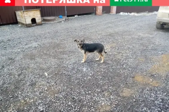 Найдена собака в с. Гремячее, Тульская обл.