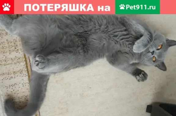 Кошки потеряшки, Москва, фото: Потеряшка кошка Ива в Москве, поселение Марушкинское, ул. Речная, 28.03.2019.