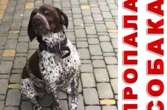 Пропала собака Джек в поселке Рынок, Курская область