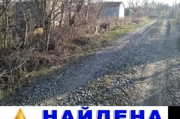 Найдена собака на ул. Алых роз, Кравцово, Ставрополь