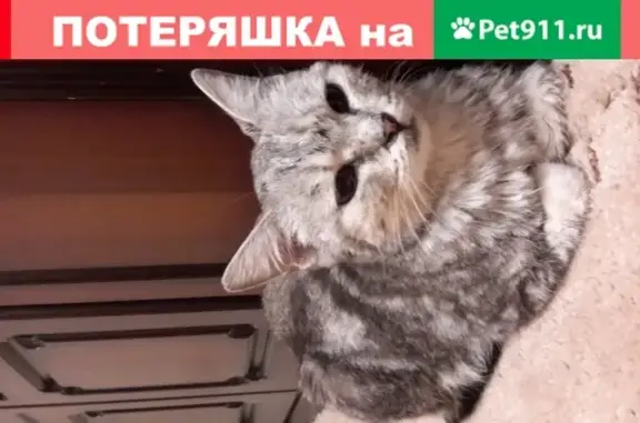 Найдена кошка на Звездной 1 в Астрахани