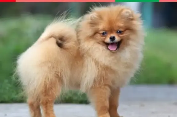 Собаки потеряшки, Москва, фото: Потеряшка карликовый шпиц Гоша в Игнатово, МО