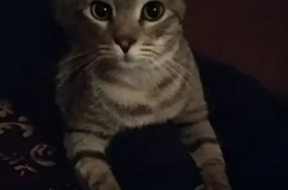 Кошки потеряшки, Москва, фото: Потеряшка кошка на ул. Фридриха Энгельса