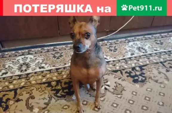 Собаки потеряшки, посёлок городского типа Железнодорожный, фото: Потеряшка той-терьер Рик на ул. Береговая, г. Железнодорожный