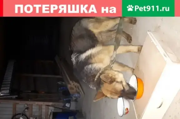 Найдена собака Кобель в Кулаково, Московская обл.