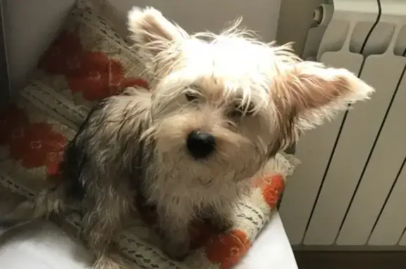 Собаки потеряшки, Москва, фото: Потеряшка собака на ул. Живописная, йорк, 5 мес, золотистый окрас, в ярко-красном комбеде с леопардовой рулеткой.