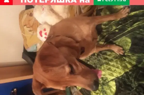 Найдена чистая домашняя собака на Леваневского 1 в Липецке