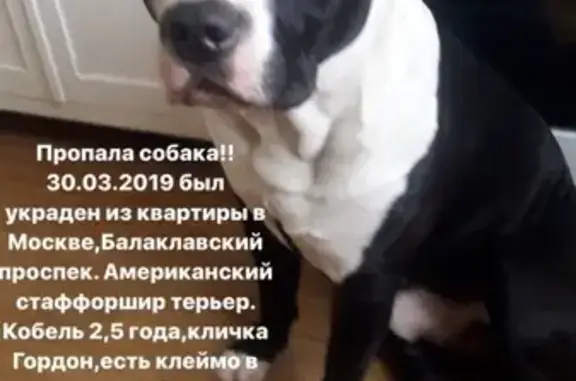 Собаки потеряшки, Москва, фото: Потеряшка Американский стаффордшир терьер Гордон на Балаклавском проспекте, Москва