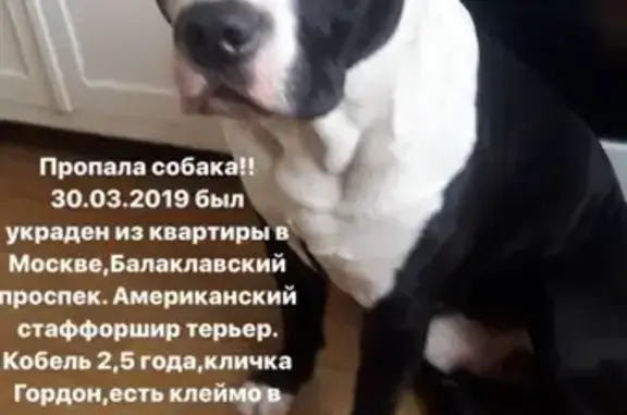 Собаки потеряшки, Москва, фото: Потеряшка американский стаффордшир терьер Гордон, Москва, Балаклавский проспект