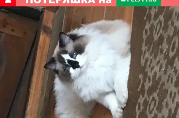 Пропала кошка Гучи в Пушкино, ул. Гайдара, 18А