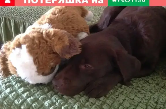 Пропала собака в южном парке Калининграда