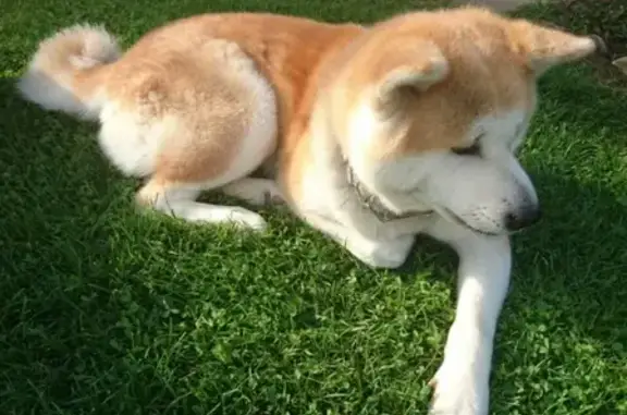 Пропала собака в Московской области, поселок Монастырское Озеро