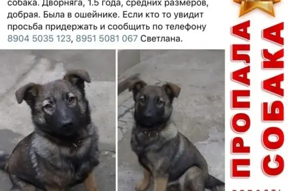 Пропала собака в Ростове