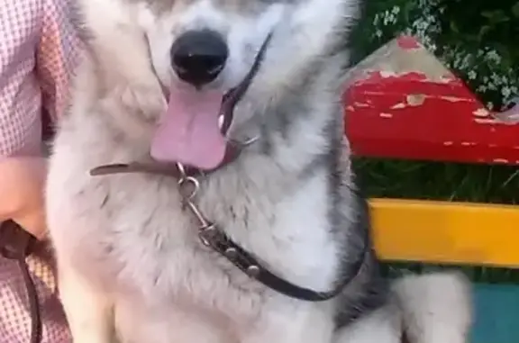 Пропала собака Гром на улице Александровская в Таре