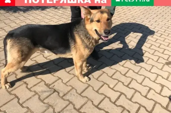 Найдена собака в Санкт-Петербурге, делайте репост!