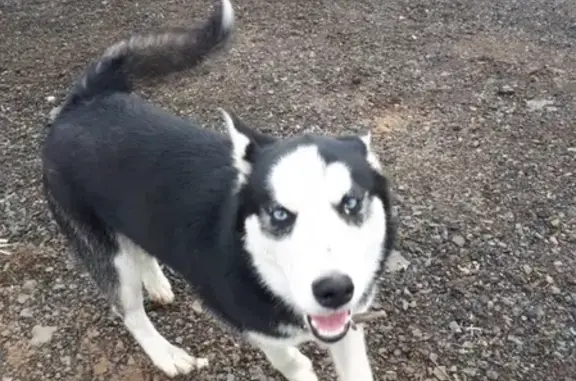 Найден щенок хаски в Бузулуке