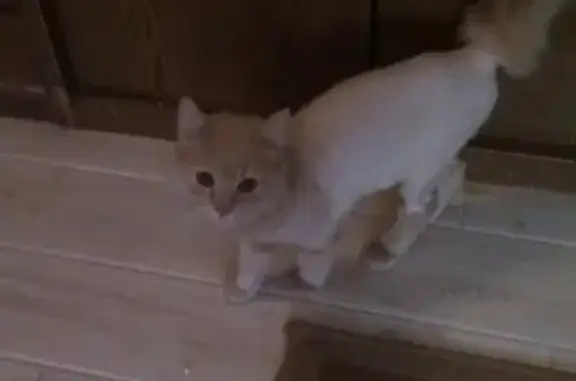 Найден кот на 1-м Оборонном переулке в Серпухове