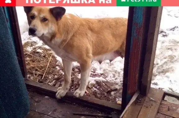 Пропала крупная рыжая собака, адрес: ул. Гагарина 144