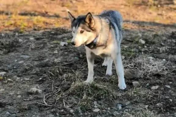 Найдена собака Хаски на Васильевском острове