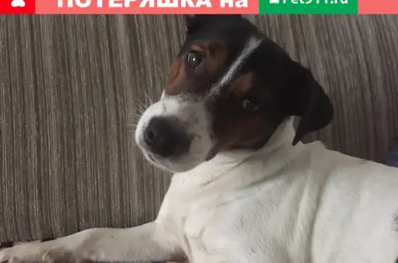 Пропала собака в поселке Богданово, Рославльский район