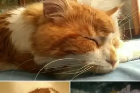 Пропала кошка в Петрозаводске, Карелия (VK: id99069181)