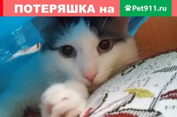 Пропала кошка в Ангарске, помогите найти!