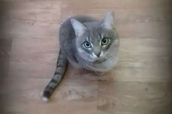 Пропала кошка на Героев Саматлора, Нижневартовск