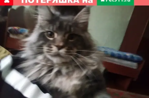 Пропала кошка в Нижних Сергах, район 6 магазина Ахманаевки