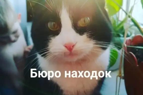 Пропал кот Тимошка в Архангельске, район 14 лесозавода