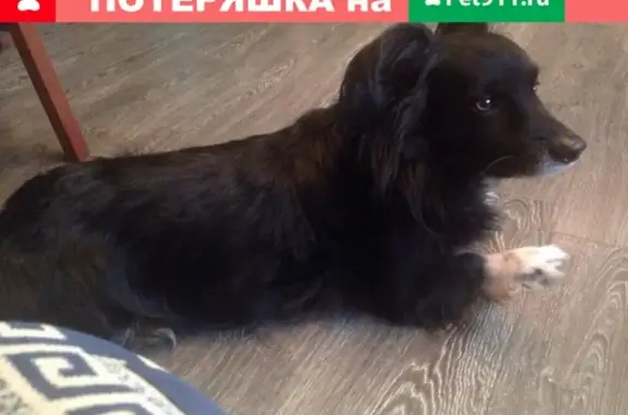 Пропала собака в Игнатьево, ищем Тошку!