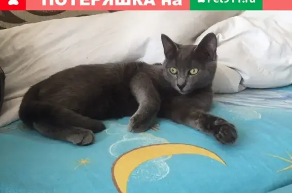 Найден котенок возле ТК Тара, Омск #lostpet #пропала_кошка