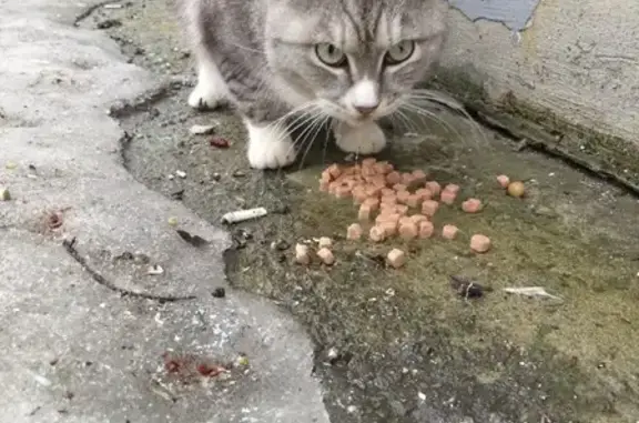 Найден кастрированный кот в Барнауле