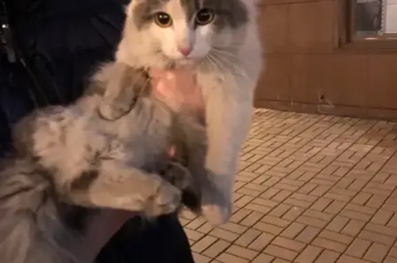 Найден породистый кот на Ярыгинской набережной 13