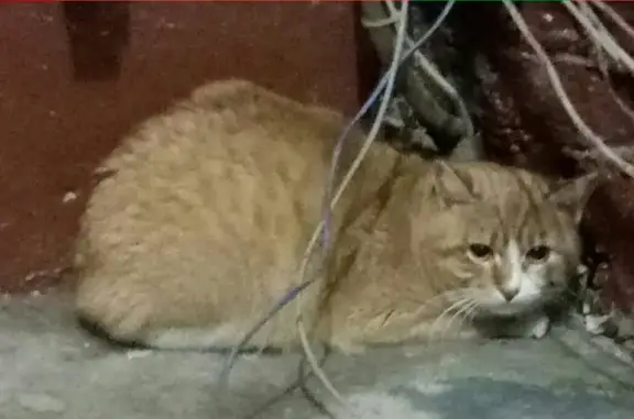 Найден кот на ул. Бабикова в Мурманске