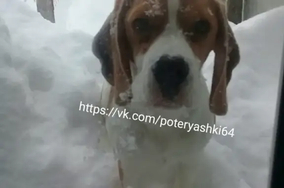 Пропала собака в Саратове, Кировский район, Рахова