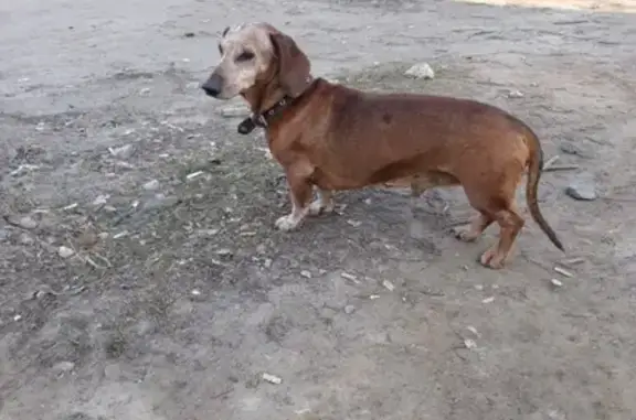 Найдена старая собака в районе Печерска