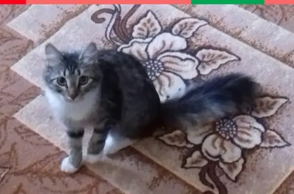 Кошки потеряшки, Вытегра, фото: Потеряшка кошка на ул. Никитина-Портовая, Вытегра.