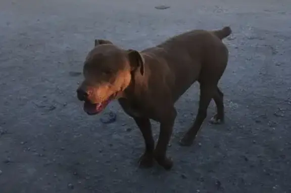 Найдена собака в Васильевке, Новороссийск.